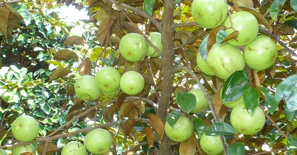 Khám phá vườn trái cây Tiền Giang