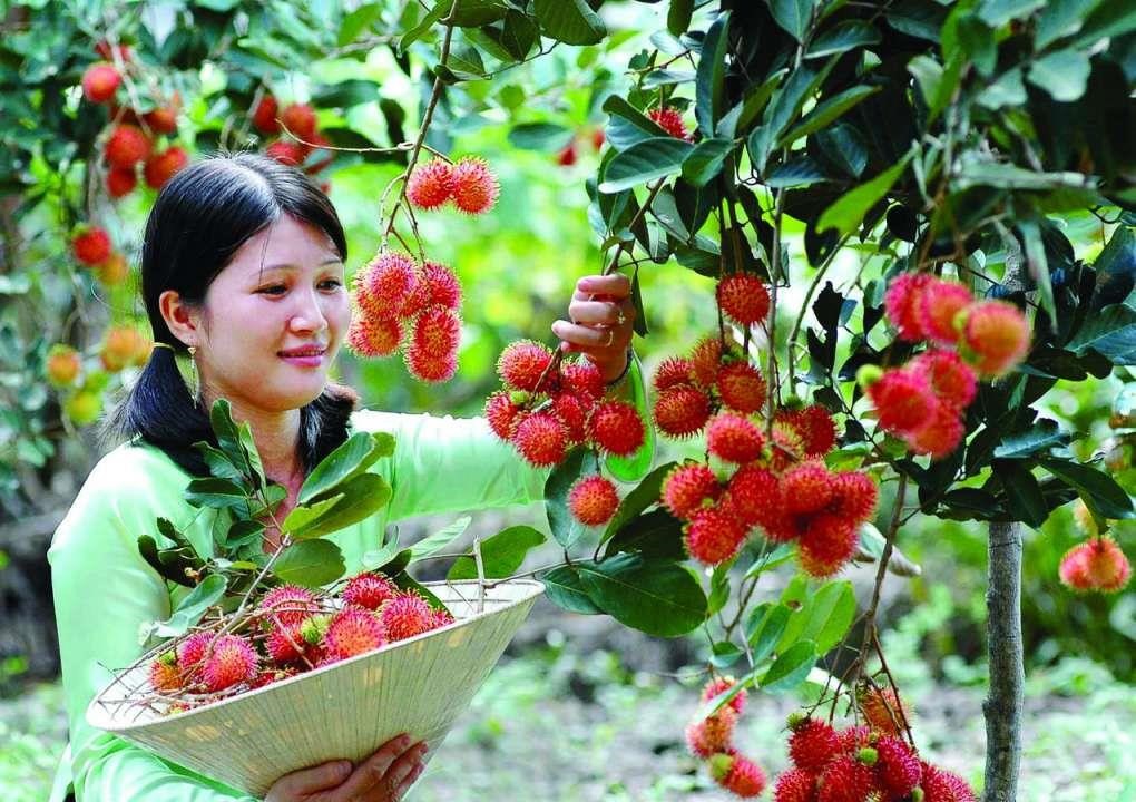 Top những vườn trái cây ở Tiền Giang gây sốt 2018