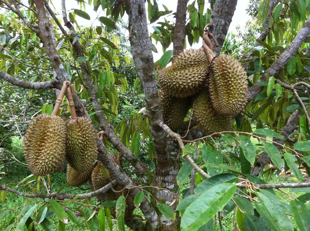 Khám phá vườn trái cây Tiền Giang