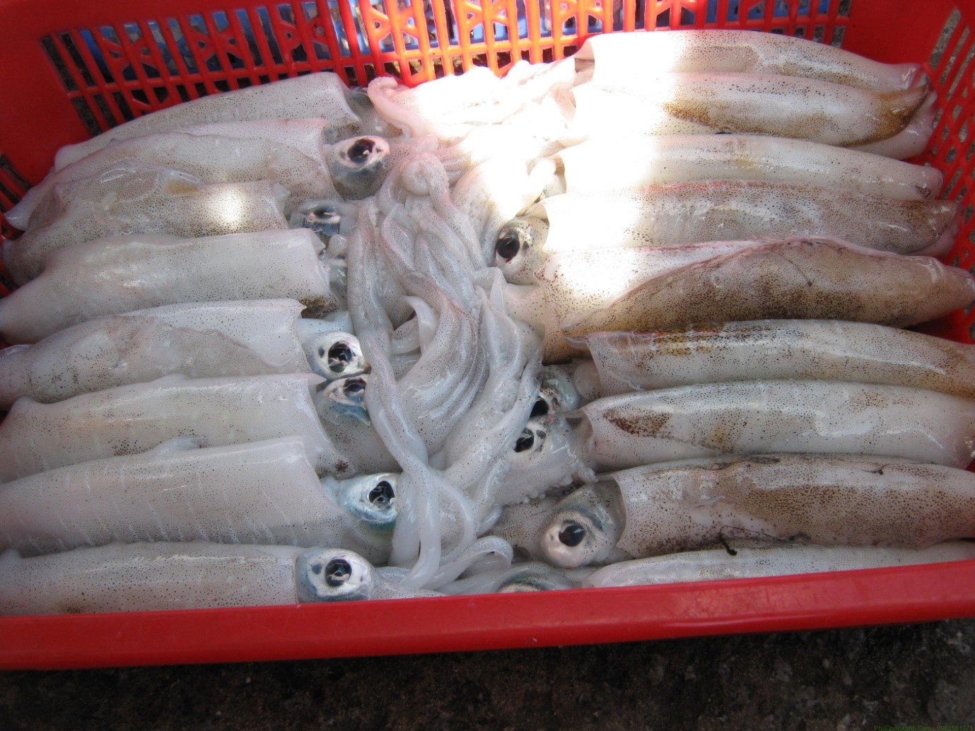 Đi chợ Dương Đông Phú Quốc săn lùng hải sản Phú Quốc